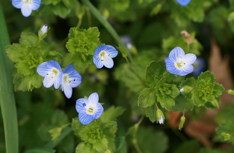 Persischer Ehrenpreis (Veronica persica) - © Emanuel Trummer